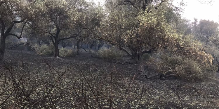 Incendi nell’Oristanese: parte la conta dei danni