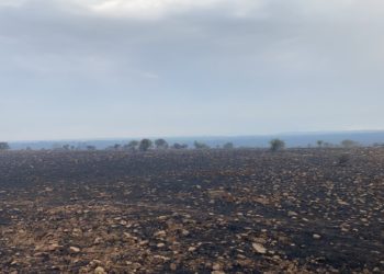 Incendi in Sardegna. Coldiretti Oristano e Nuoro-Ogliastra: «Una vera catastrofe, danni ingenti»