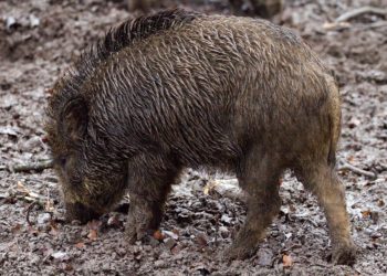 Allarme cinghiali nelle campagne sarde, a lanciare l’allarme è Coldiretti Sardegna