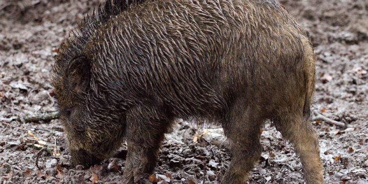 Allarme cinghiali nelle campagne sarde, a lanciare l’allarme è Coldiretti Sardegna