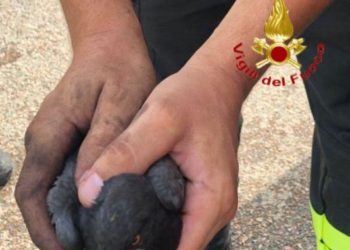 Bari Sardo: piccione intrappolato nella canna fumaria di una stufa a pellet, lo salvano i vigili del fuoco