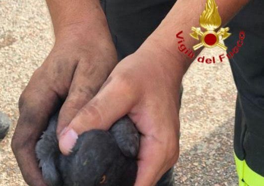 Bari Sardo: piccione intrappolato nella canna fumaria di una stufa a pellet, lo salvano i vigili del fuoco