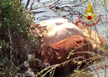 Arzachena: sei vitelloni intrappolati sul greto di un torrente, sono stati salvati dai vigili del fuoco