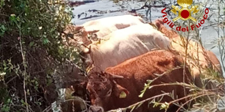 Arzachena: sei vitelloni intrappolati sul greto di un torrente, sono stati salvati dai vigili del fuoco