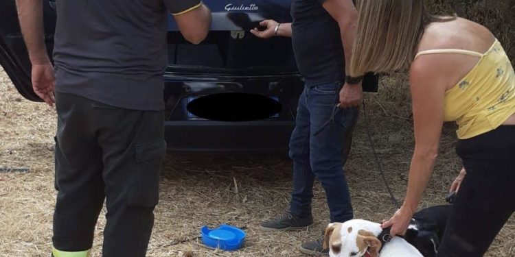 Birori: si chiudono accidentalmente le portiere dell’auto, i vigili del fuoco salvano due cani