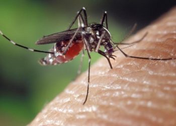 Sassari: l’Aou ha accertato un secondo caso di malaria