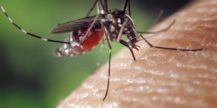 Sassari: l’Aou ha accertato un secondo caso di malaria