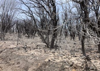 Incendi, via libera del Governo allo stato di emergenza: la soddisfazione di Coldiretti Sardegna