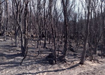 Incendi in Sardegna. Coldiretti: «Persi ogni anno 2.700 ettari di bosco»