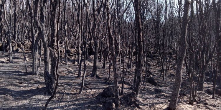 Incendi in Sardegna. Coldiretti: «Persi ogni anno 2.700 ettari di bosco»
