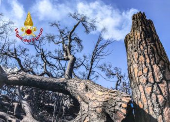 Cuglieri: i vigili del fuoco intervengono per il taglio di una pianta pericolante