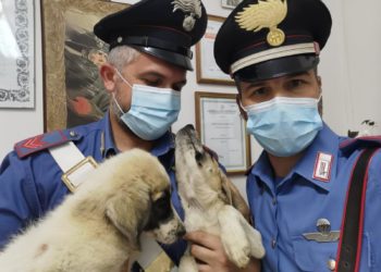 Un pensionato 74enne di Mandas è stato denunciato dai carabinieri di Mandas e Gesico per maltrattamenti di animali