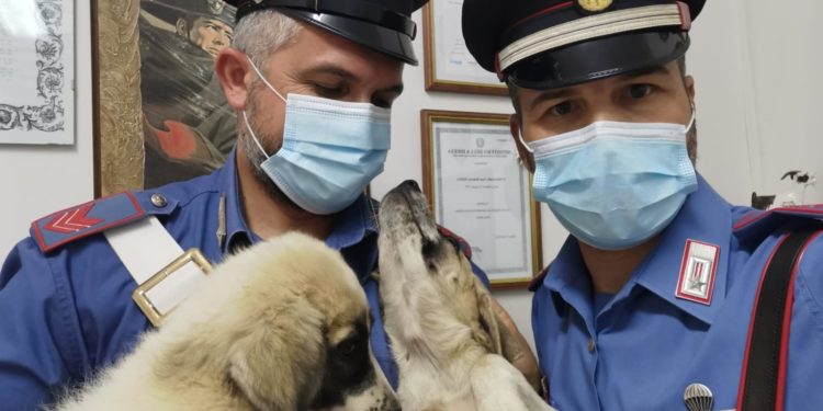 Un pensionato 74enne di Mandas è stato denunciato dai carabinieri di Mandas e Gesico per maltrattamenti di animali