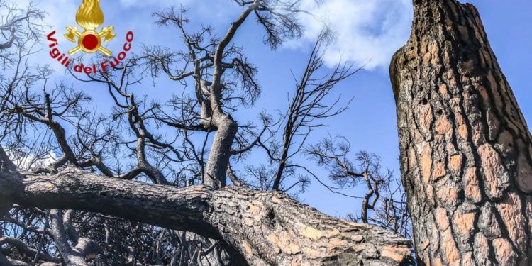 Cuglieri: i vigili del fuoco intervengono per il taglio di una pianta pericolante