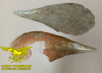 A Budoni il Corpo forestale ha sequestrato sassi, conchiglie e valve di pinna nobilis a vacanzieri