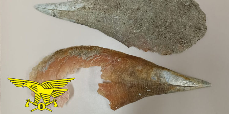 A Budoni il Corpo forestale ha sequestrato sassi, conchiglie e valve di pinna nobilis a vacanzieri