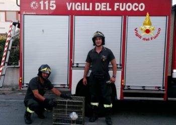 A Pirri, i vigili del fuoco hanno soccorso un gabbiano ferito, incastrato in un’unità esterna di un climatizzatore
