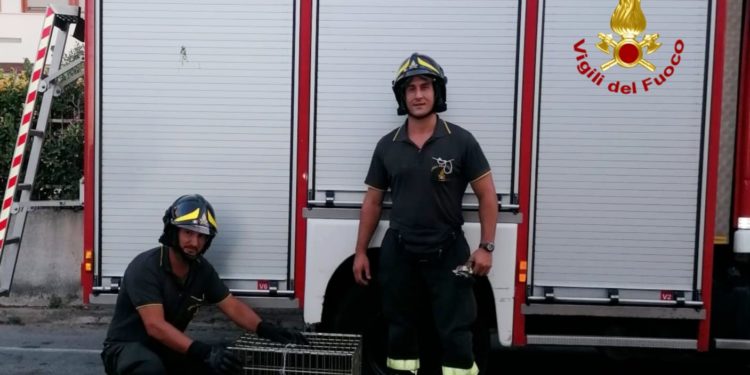 A Pirri, i vigili del fuoco hanno soccorso un gabbiano ferito, incastrato in un’unità esterna di un climatizzatore