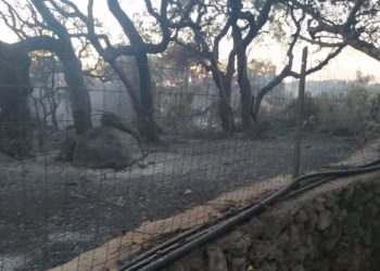Coldiretti Nord Sardegna: 10mila euro ad ettaro il danno per la collettività causato dagli incendi