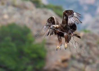 “Liberi di volare”: al Mut di Stintino una mostra su falchi e rapaci