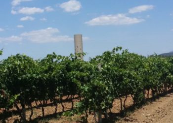 Sardegna: una vendemmia 2021 in parte condizionata dalle gelate