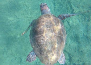 Tartarughe marine, record di nidificazioni per la Caretta caretta in Italia: sono almeno 179 da inizio estate ad oggi, 5 in Sardegna