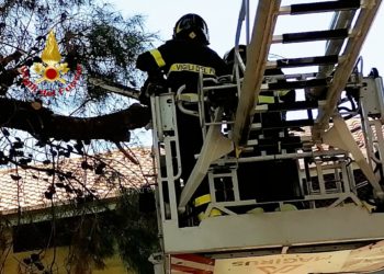 I vigili del fuoco sono intervenuti questa mattina in via Archimede, a Cagliari, per un grosso ramo spezzato di un pino secolare