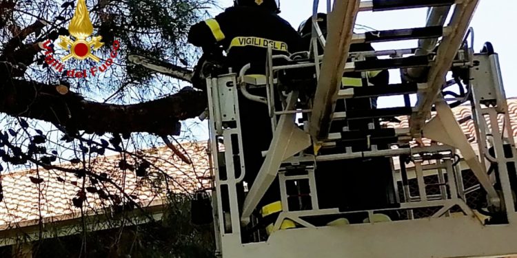 I vigili del fuoco sono intervenuti questa mattina in via Archimede, a Cagliari, per un grosso ramo spezzato di un pino secolare