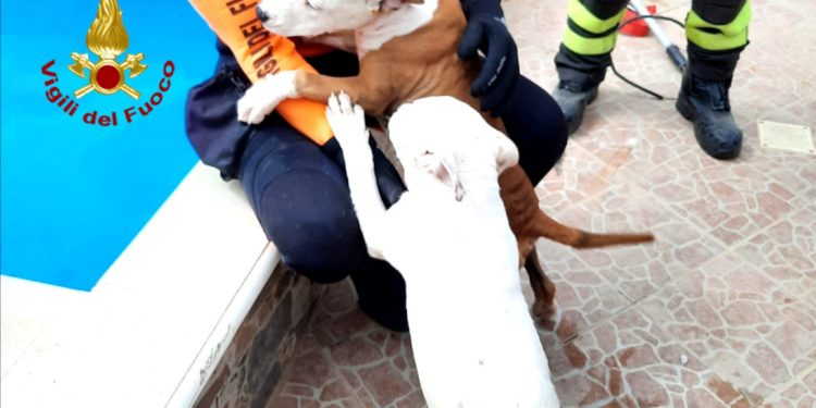 I vigili del fuoco di Cagliari hanno salvato due cuccioli di cane caduti in una piscina di una struttura in costruzione