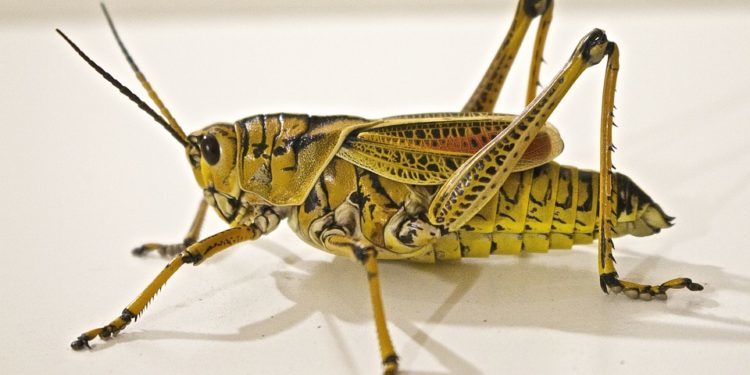 Allarme cavallette in 12 comuni del Nuorese e dell’Oristanese, parte il monitoraggio dei dann