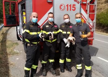 Bono/Burgos: i vigili del fuoco salvano tre cuccioli maremmani