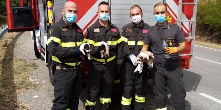 Bono/Burgos: i vigili del fuoco salvano tre cuccioli maremmani