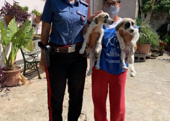 I due cuccioli sequestrati il 29 agosto a Mandas hanno trovato casa nella sede della Lega nazionale Difesa del cane di Carbonia