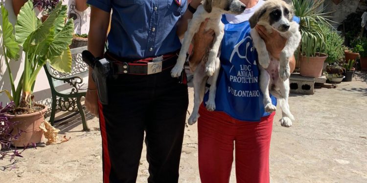 I due cuccioli sequestrati il 29 agosto a Mandas hanno trovato casa nella sede della Lega nazionale Difesa del cane di Carbonia