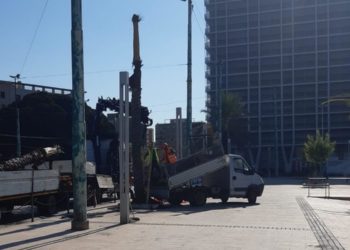 Cagliari: sostituite le palme danneggiate dal punteruolo rosso