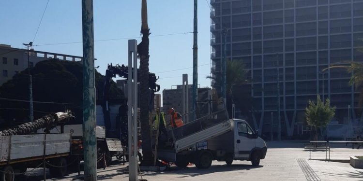 Cagliari: sostituite le palme danneggiate dal punteruolo rosso