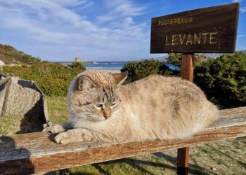 Stintino: al via il censimento per individuare le colonie feline