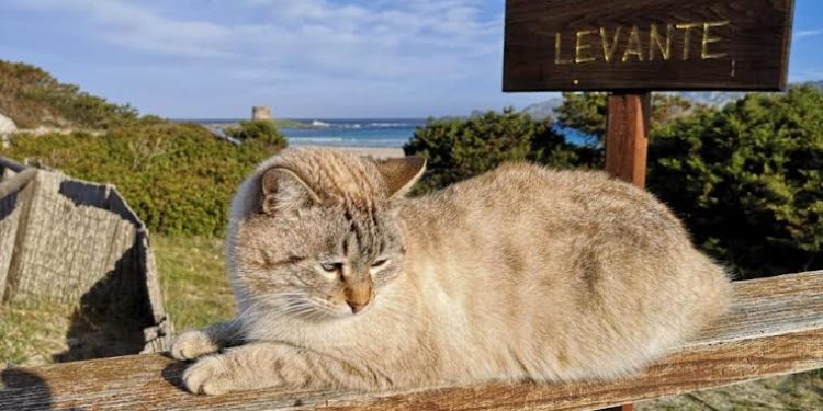 Stintino: al via il censimento per individuare le colonie feline