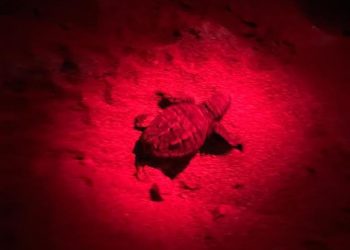 Pula: schiuse 69 delle 85 uova di Caretta Caretta