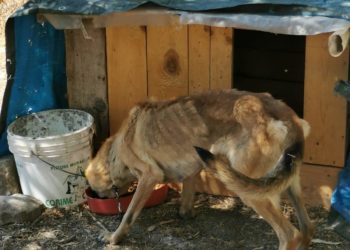 I carabinieri di Mandas hanno denunciato un 37enne del luogo per abbandono di animale