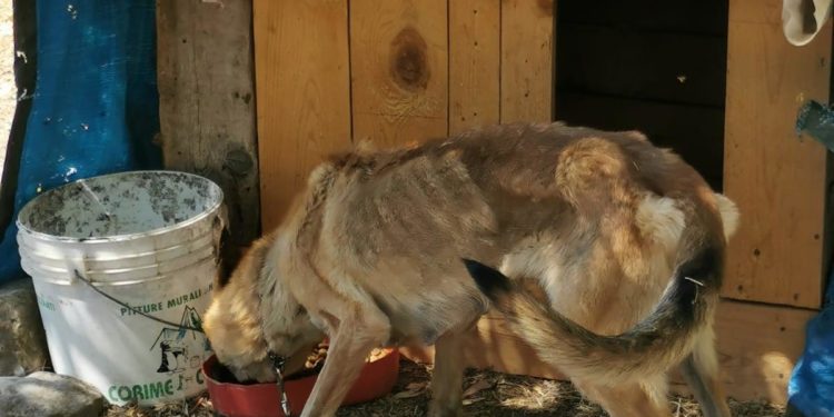 I carabinieri di Mandas hanno denunciato un 37enne del luogo per abbandono di animale