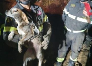 Bono: i vigili del fuoco salvano un beagle bloccato sotto un grosso masso
