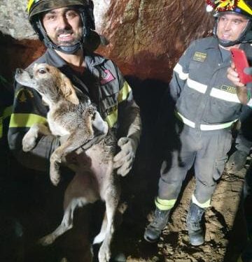 Bono: i vigili del fuoco salvano un beagle bloccato sotto un grosso masso