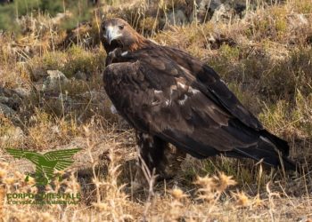 Fonni: il Corpo forestale e Forestas soccorrono e liberano un’aquila reale