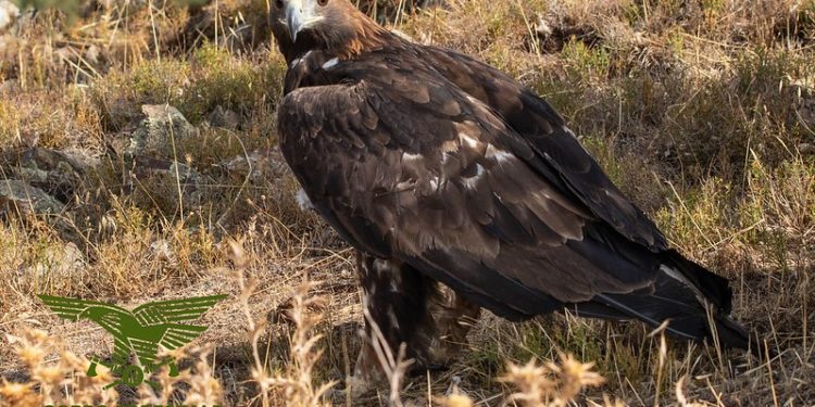 Fonni: il Corpo forestale e Forestas soccorrono e liberano un’aquila reale