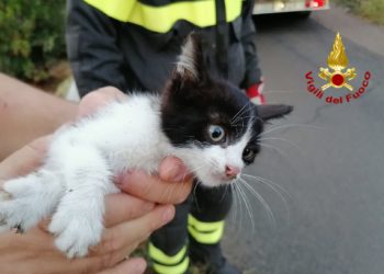 I vigili del fuoco, a Muravera, hanno recuperato un gattino da un canale di scolo delle acque piovane