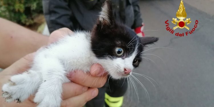 I vigili del fuoco, a Muravera, hanno recuperato un gattino da un canale di scolo delle acque piovane