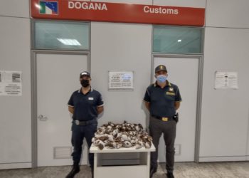 I funzionari ADM di Sassari e i finanzieri di Alghero hanno sequestrato chiocciole della specie “Achatina fulica”