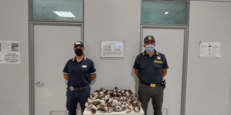 I funzionari ADM di Sassari e i finanzieri di Alghero hanno sequestrato chiocciole della specie “Achatina fulica”