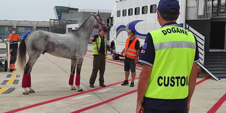 I funzionari ADM di Cagliari hanno espletato rapidamente le operazioni doganali all’aeroporto di Elmas per il team Endurance degli Emirati Arabi Uniti